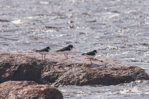 Eurasian Oystercatcher (Haematopus ostralegus)