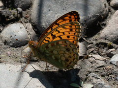 Argynnis niobe
