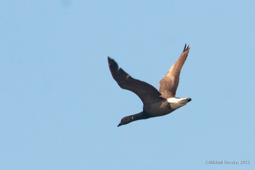 Barnacla carinegra (Branta bernicla)