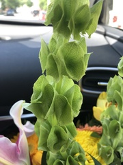 Moluccella