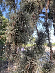 Tillandsia recurvata