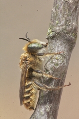 Lithurgus chrysurus