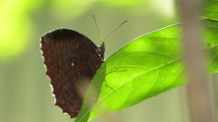 Elymnias hypermnestra beatrice