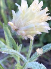Trifolium eriocephalum
