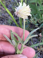 Trifolium eriocephalum