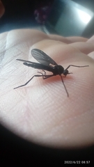 Penthetria neonigrita