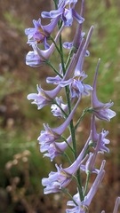 Delphinium gracile