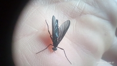 Penthetria neonigrita