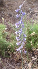Delphinium gracile