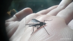 Penthetria neonigrita