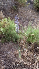 Delphinium gracile