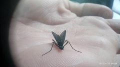 Penthetria neonigrita