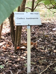 Clethra barbinervis