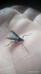 Penthetria neonigrita