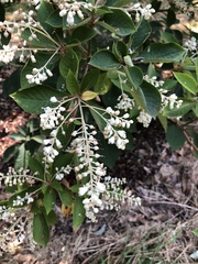 Clethra barbinervis