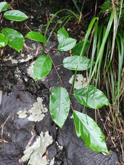 Neoshirakia japonica