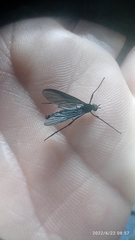 Penthetria neonigrita