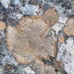 Aspicilia polychroma