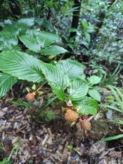 Rubus columellaris