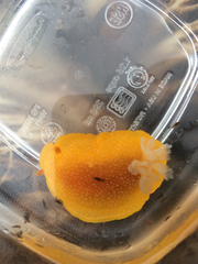 Doriopsilla albopunctata