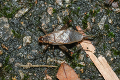 Itara minor