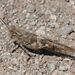 Pallid-winged Grasshopper - Photo (c) K Schneider, some rights reserved (CC BY-NC), uploaded by K Schneider