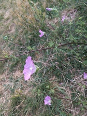 Malva punctata