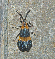 Calopteron bifasciatum