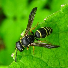 Gymnomerus laevipes