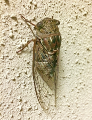 Megatibicen resonans