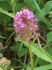 Anacamptis pyramidalis
