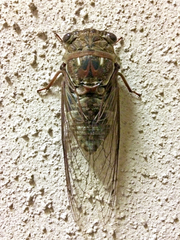 Megatibicen resonans