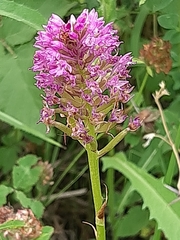 Anacamptis pyramidalis