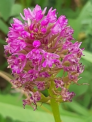 Anacamptis pyramidalis