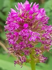 Anacamptis pyramidalis