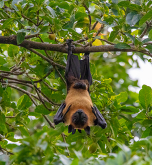 Pteropus giganteus