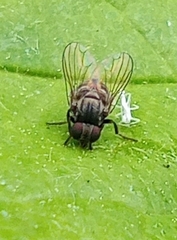 Lindneromyia dorsalis
