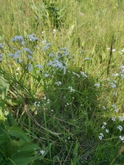 Asperula tinctoria