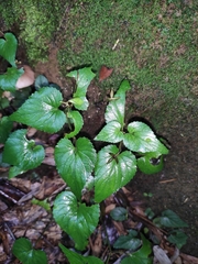 Viola acuminata