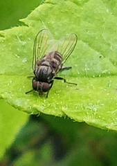 Lindneromyia dorsalis