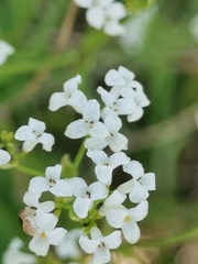 Asperula tinctoria