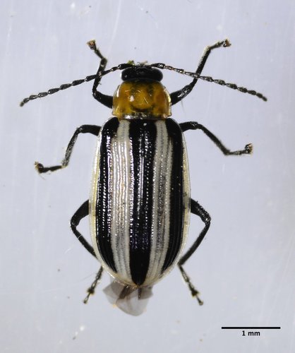 Western Striped Cucumber Beetle photo 3