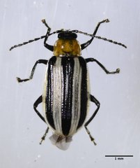 Acalymma trivittatum