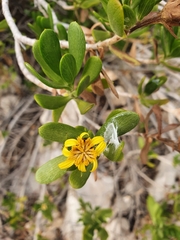 Borrichia arborescens