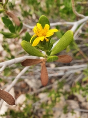 Borrichia arborescens