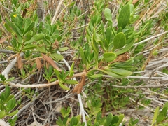 Borrichia arborescens
