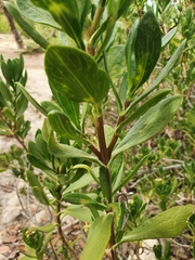 Borrichia arborescens
