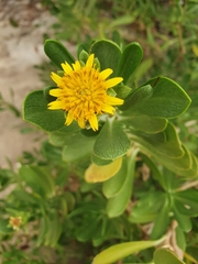 Borrichia arborescens