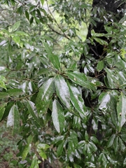 Quercus myrsinifolia