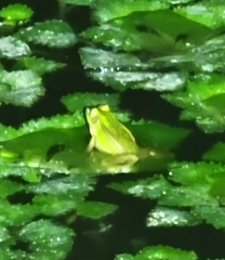 Pelophylax plancyi
